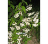 Дейція шорстка біла (Deutzia scabra white) 